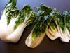 Bok Choy(Grow in Winter)