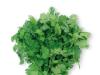 Cilantro