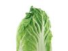 Napa Cabbage