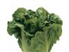 Romaine Leaf Lettuce