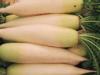 Daikon(White Radishes)